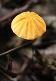 Marasmius siccus image