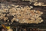 Xylobolus frustulatus image