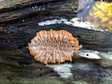 Phlebia radiata image