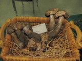 Tricholoma dryophilum image