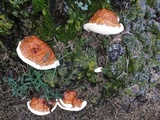 Ganoderma sessile image