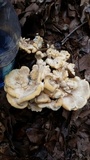Meripilus sumstinei image
