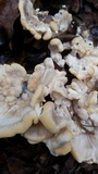 Meripilus sumstinei image