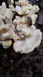 Meripilus sumstinei image