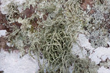 Usnea subscabrosa image