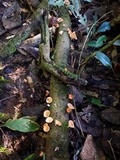 Cookeina tricholoma image
