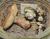 Leucoagaricus amanitoides image