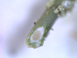 Usnea subscabrosa image