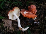 Leucopaxillus gracillimus image