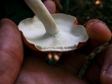 Leucopaxillus gracillimus image