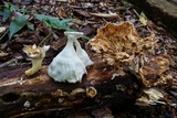 Cymatoderma caperatum image