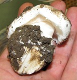 Leucoagaricus amanitoides image