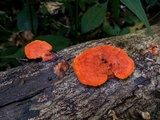 Earliella scabrosa image