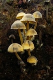 Hydropus nigrita image