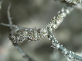 Usnea subscabrosa image