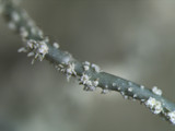 Usnea subscabrosa image