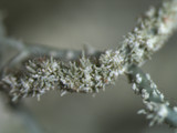 Usnea subscabrosa image