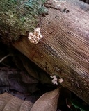 Xylaria cubensis image