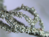 Usnea subscabrosa image