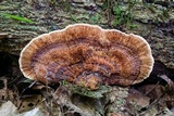 Coriolopsis caperata image