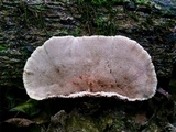 Coriolopsis caperata image