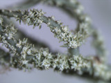 Usnea subscabrosa image