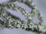 Usnea subscabrosa image