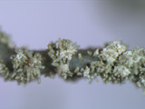 Usnea subscabrosa image