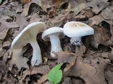 Leucopaxillus laterarius image