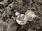 Leucopaxillus laterarius image