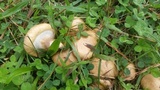 Suillus cothurnatus image