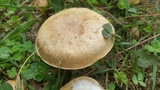 Suillus cothurnatus image