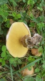 Suillus cothurnatus image