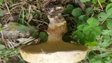 Suillus cothurnatus image
