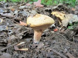 Paragyrodon sphaerosporus image