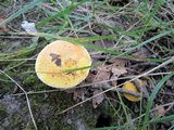 Suillus subaureus image