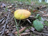 Suillus subaureus image