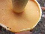 Suillus subaureus image