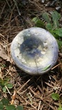 Lactarius paradoxus image