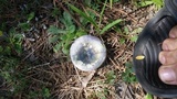 Lactarius paradoxus image