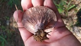 Lactarius paradoxus image