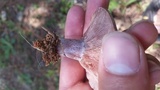 Lactarius paradoxus image