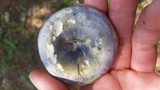 Lactarius paradoxus image