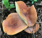 Lactarius volemus image