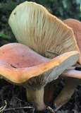 Lactarius volemus image