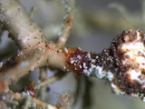Usnea subscabrosa image