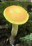 Heimioporus betula image