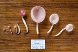 Cookeina tricholoma image