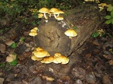 Pholiota limonella image