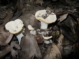 Abortiporus biennis image